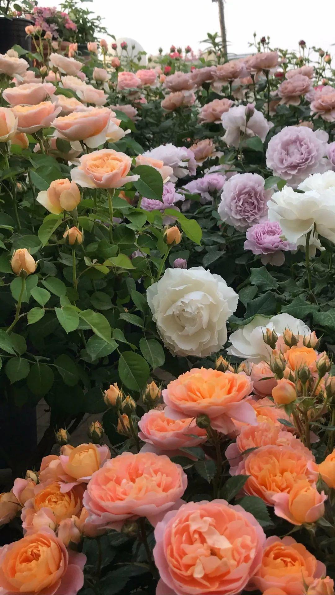 这88种花的美图,送你当壁纸,一天一张不嫌烦!