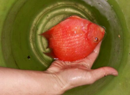 罗非鱼开始进化?水库钓起深红色怪鱼,多个尾巴看懵老农