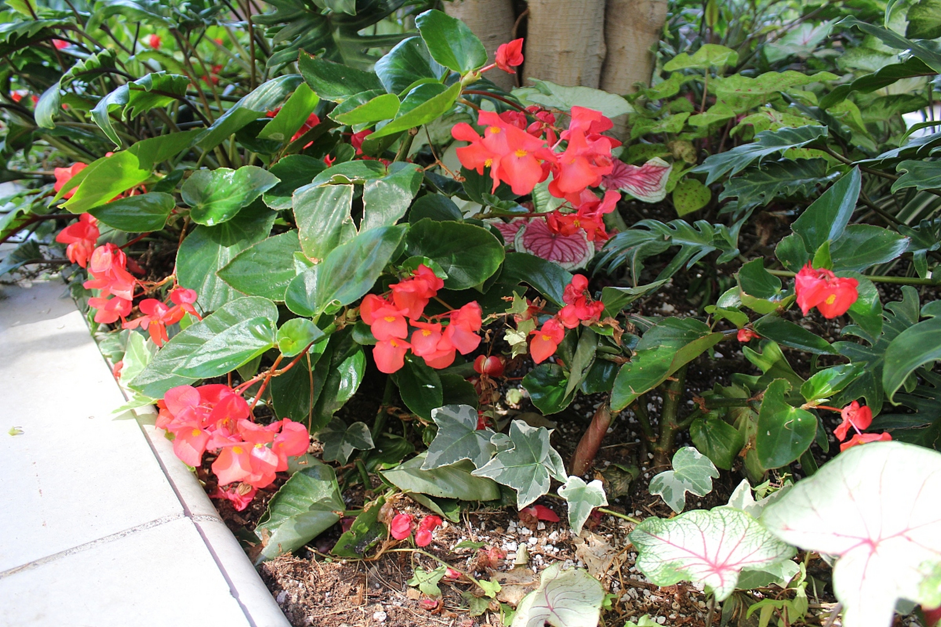 11566 玻璃海棠花的养殖首要步骤是适宜的光照.