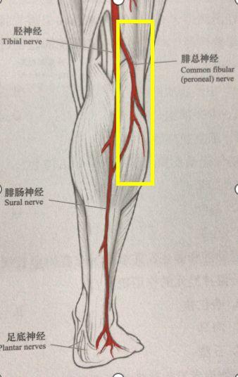 腓总神经走向图图片