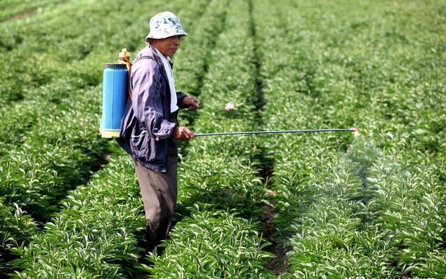 喷施农药,肥料巧用有机硅,大幅提高肥药活性,防治效果能翻倍!