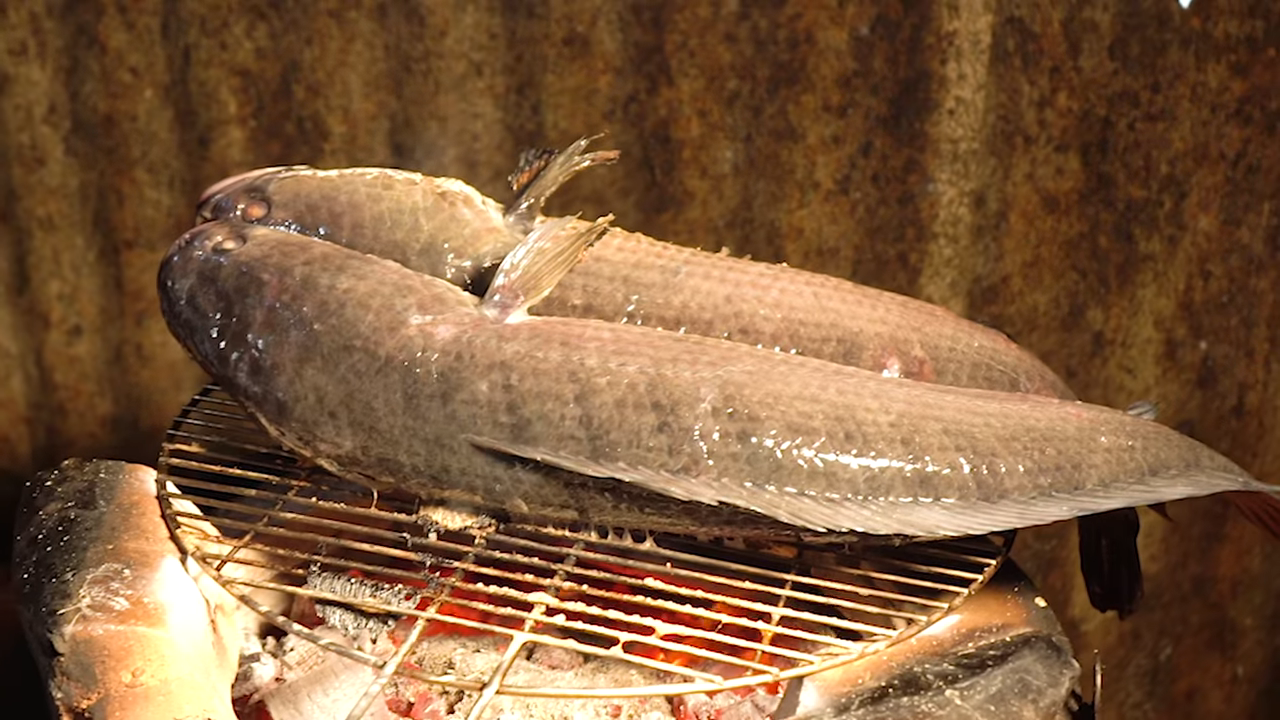 这是一种军曹鱼,一条漂亮的鱼
