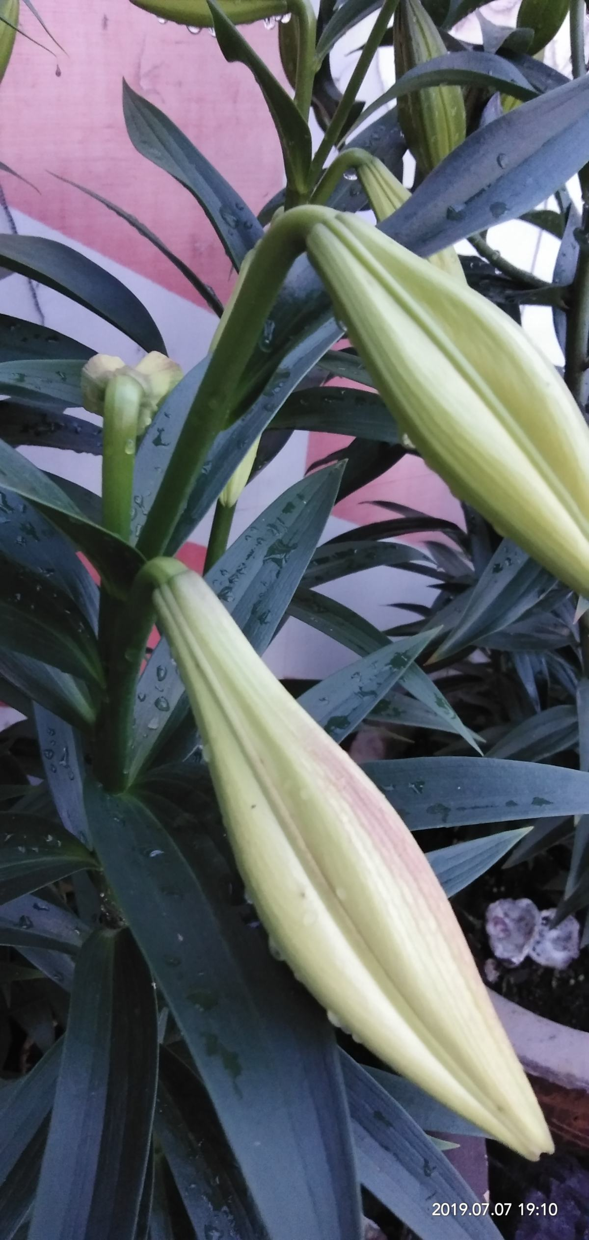 小李买了一盆"百合花",谁知开花却离奇变种,这鬼伎俩不得不知