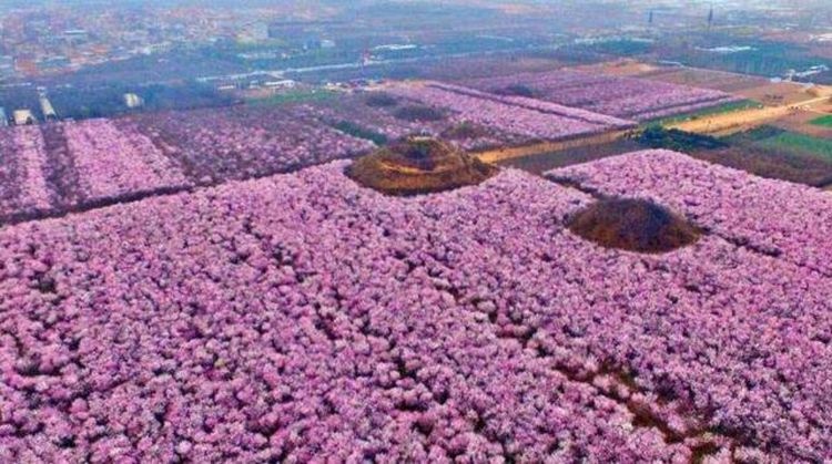 一花一世界,一葉一菩提——奇花異草垂枝大葉早櫻,西安賞櫻花