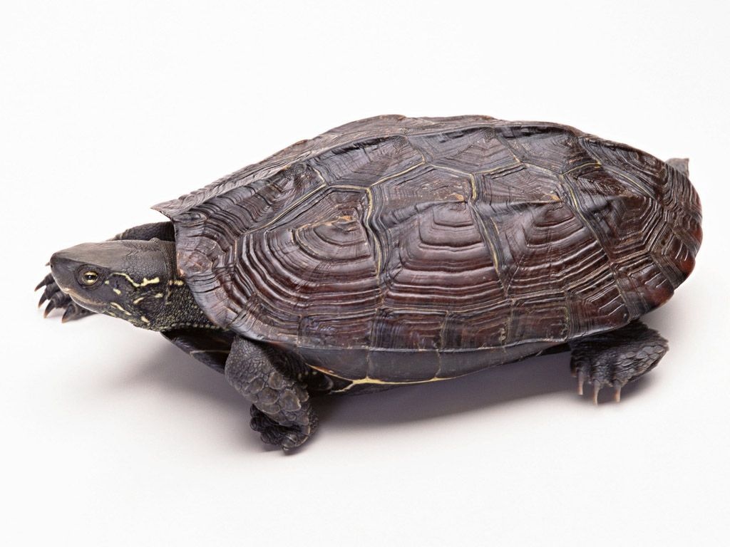 科普一下,了解剪蛇龟的请举手