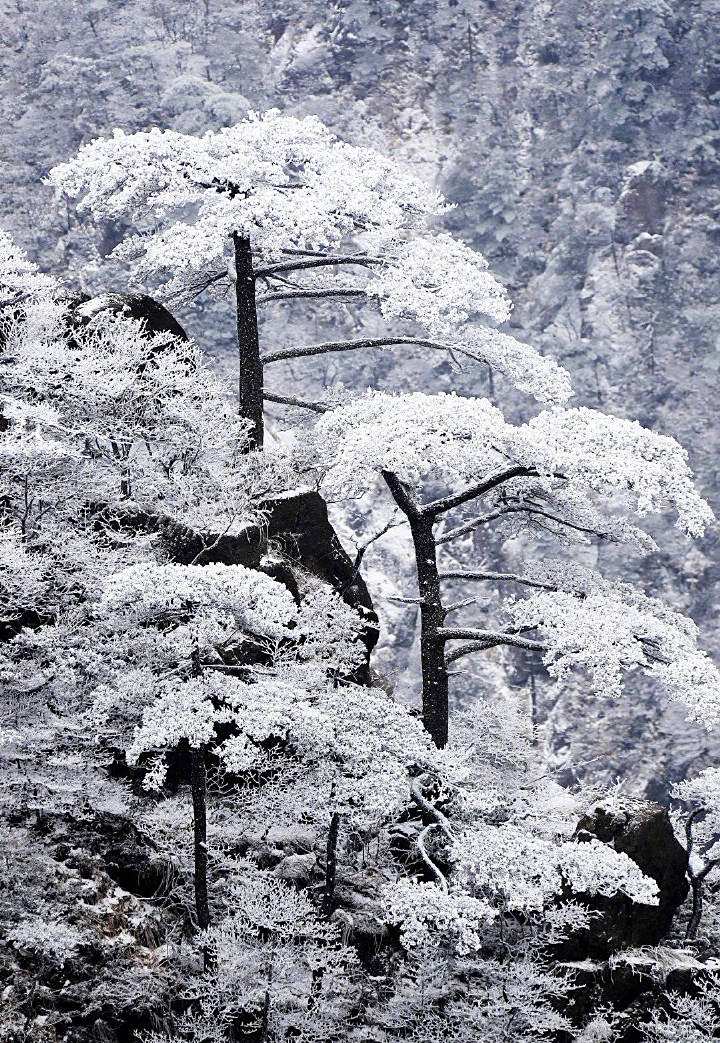 迎客松也已换上了白色仙衣.