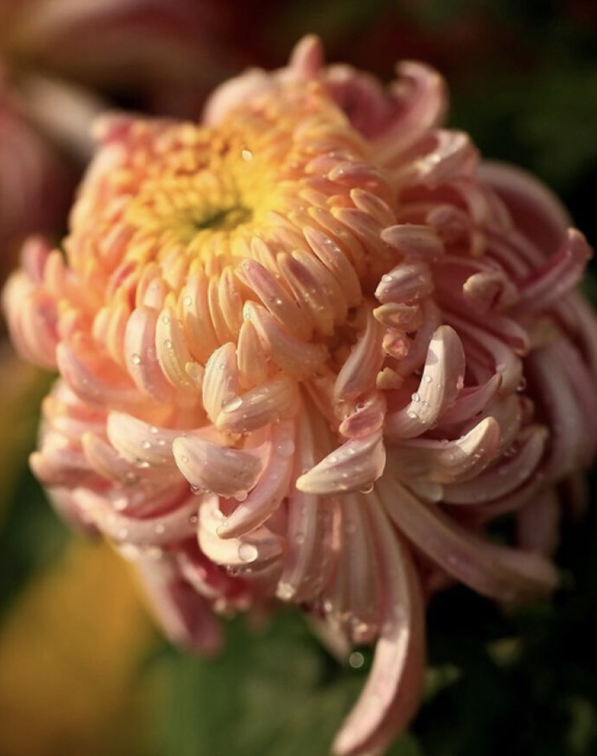 《题菊》带涩の香茗