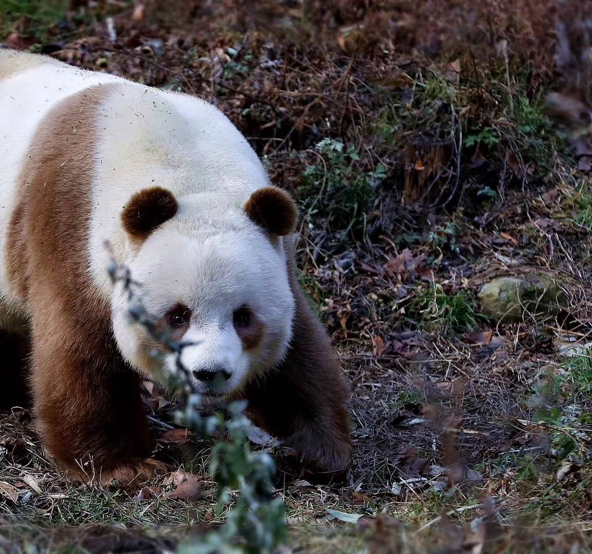 这只大熊猫与别的熊不一样,它是一只棕色大熊猫,太珍贵啦