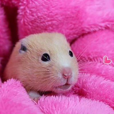 快看!这只仓鼠会微笑,还会对着镜头