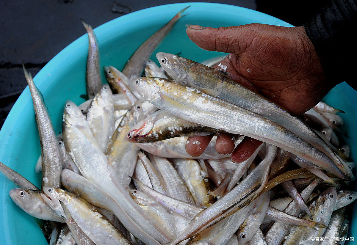 这4种慢慢消失的河鲜,全部吃过都已经当妈了,里边有你认识的吗