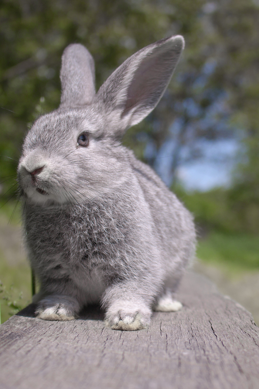 传言今年的兔子是一只大灰兔,充满着各种不确定因素.