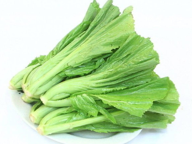 叶用芥菜在我国栽培普遍,其菜适应性强,喜高温