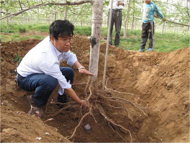 「巨石陨落」我国苹果产业首席科学家韩明玉教授离世,享年56岁!