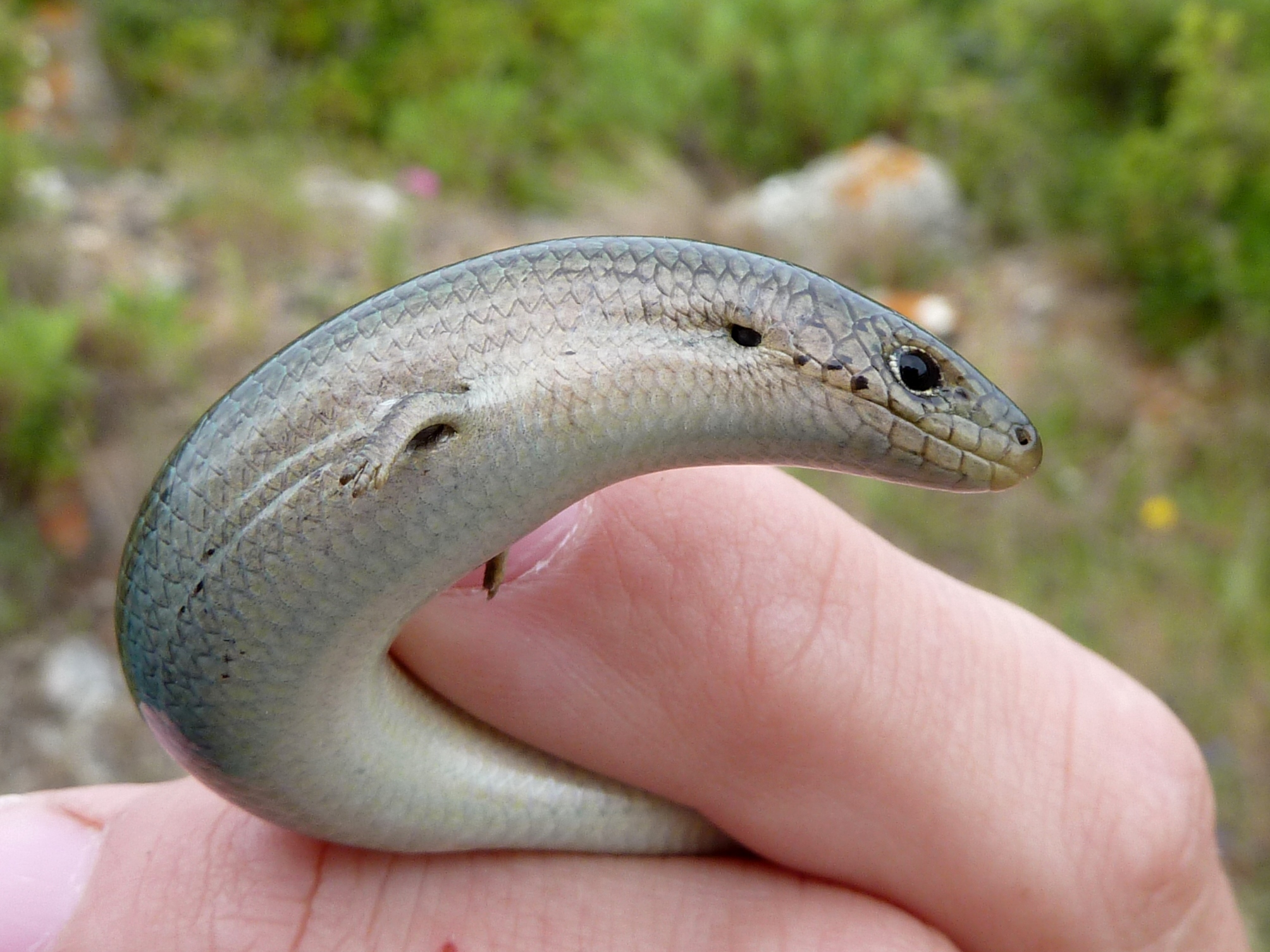 如果西三趾石龙子愿意,它也可以用它小小的jio缓慢移动,不过想要跑得