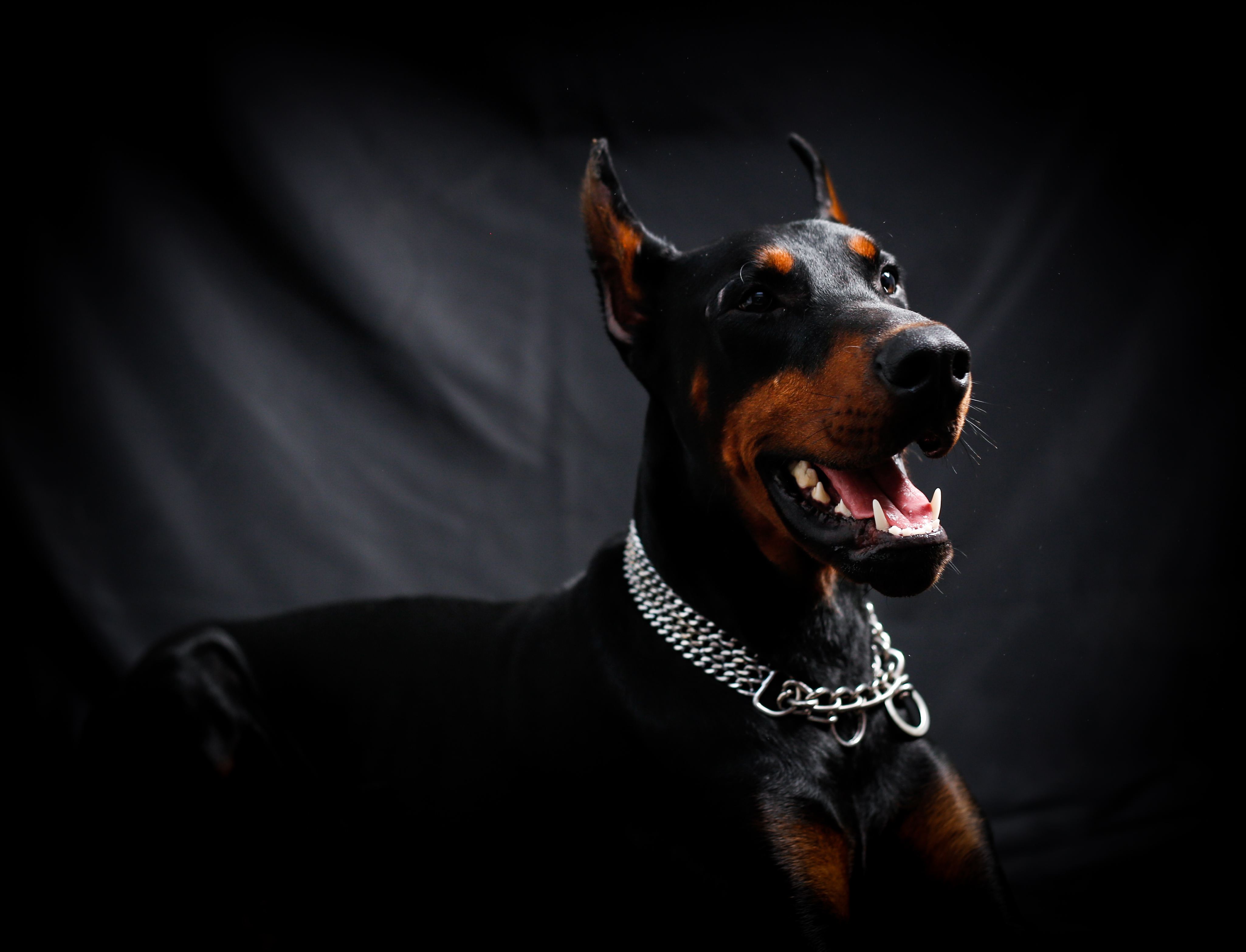 世界上很强的5种护卫犬,威风凛凛,堪称猛犬中的"五虎上将"