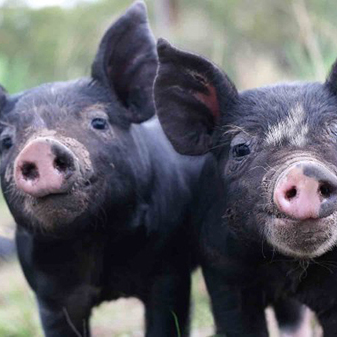 典型的泰国咖喱都有什么区别?科普泰国咖喱必读!