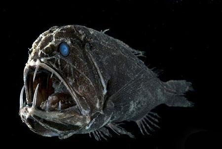 五种深海丑鱼,这些鱼长得也太随心所欲了