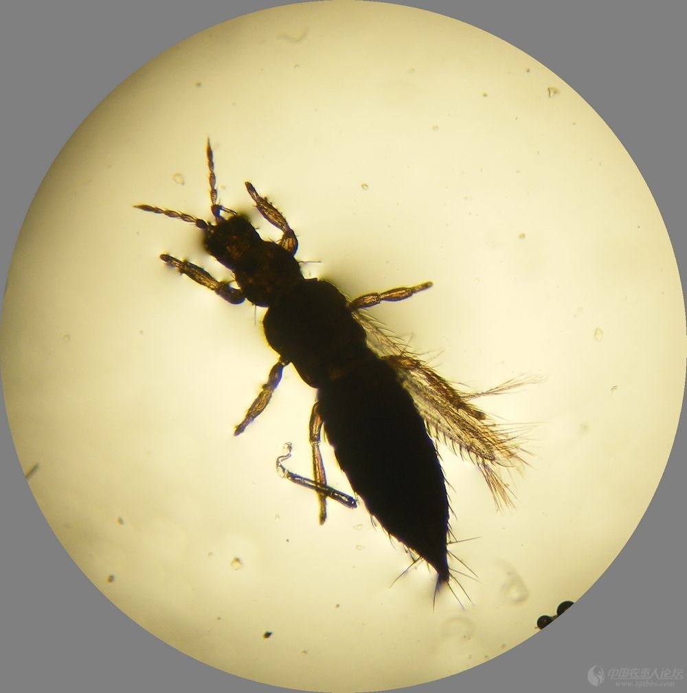 动物知识普及——稻蓟马