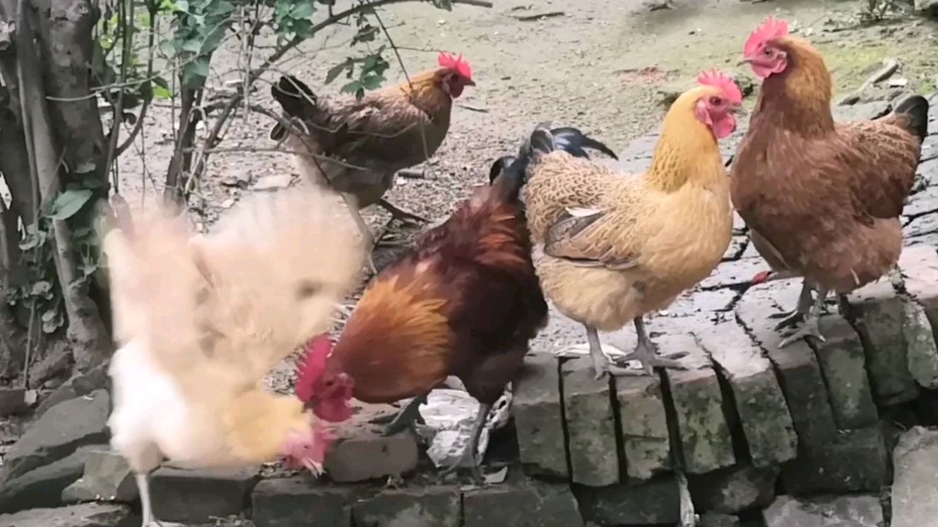 这对公鸡和母鸡秀恩爱的方式真逗,农村小伙看到都羡慕