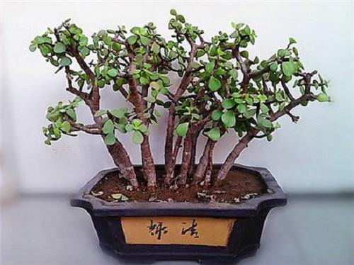金枝玉叶养成老桩价值高,修剪必须要学会,粗枝干新芽都有了