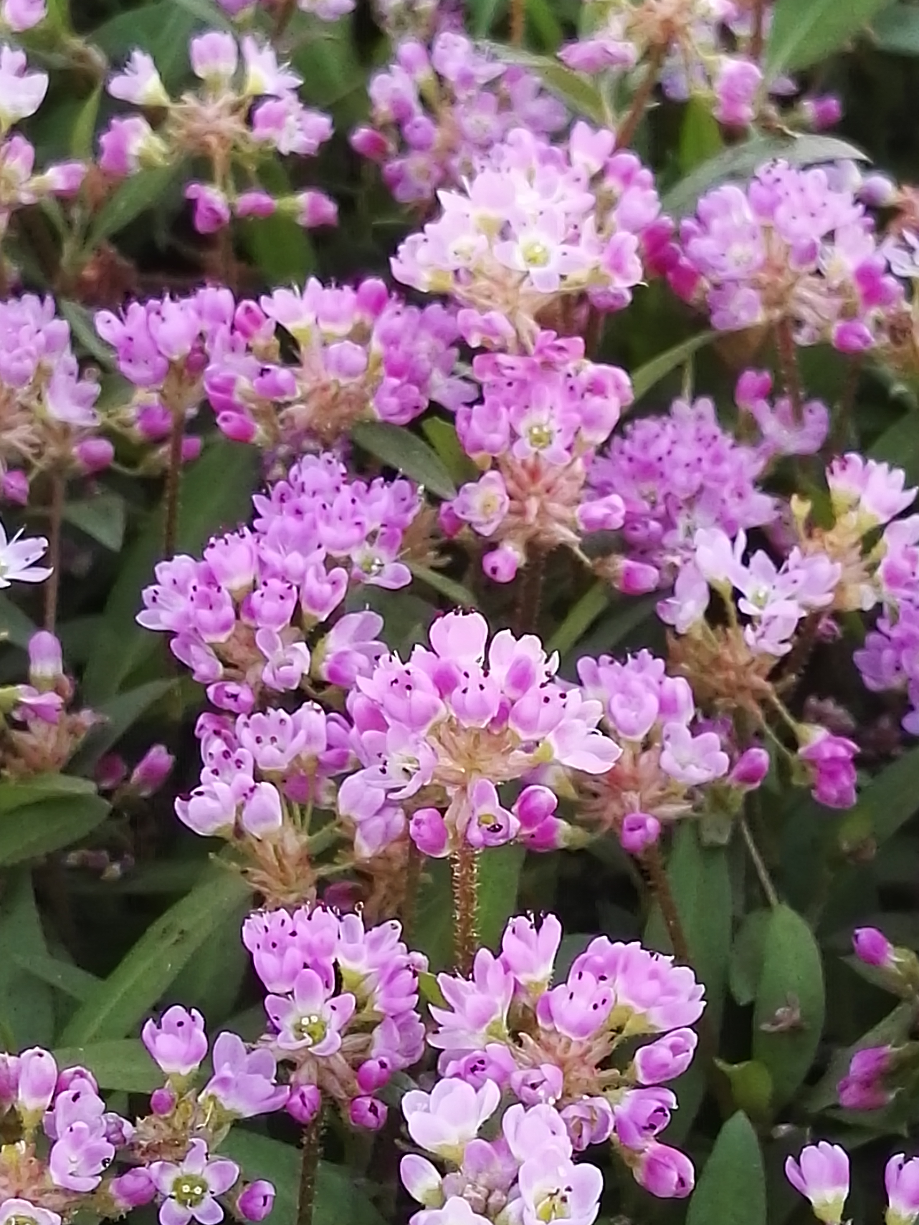 踏最大淡水湖——鄱阳湖蓼子花海有感:紫艳艳花开,幸福从中来!