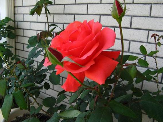 月季之香云花开养成记:比香水还香