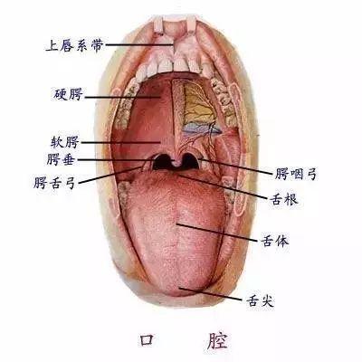 口腔(oral cavity)