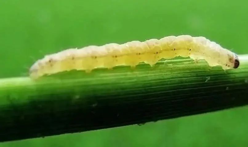 钻心虫 - 优质问答专区