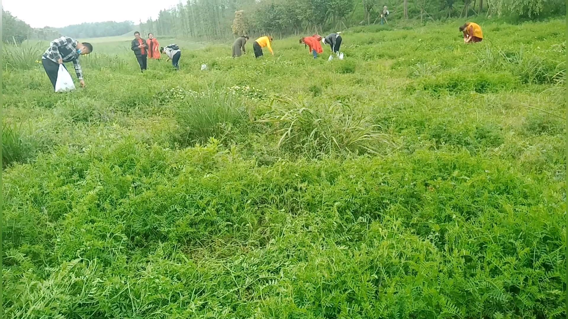 小刘在成都,去大自然景区玩,看到很多人掐野菜,本地人叫绍菜