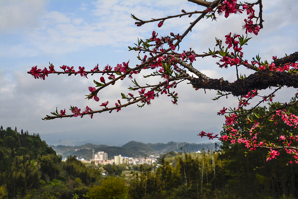 植物风光,吕田鹰嘴桃花