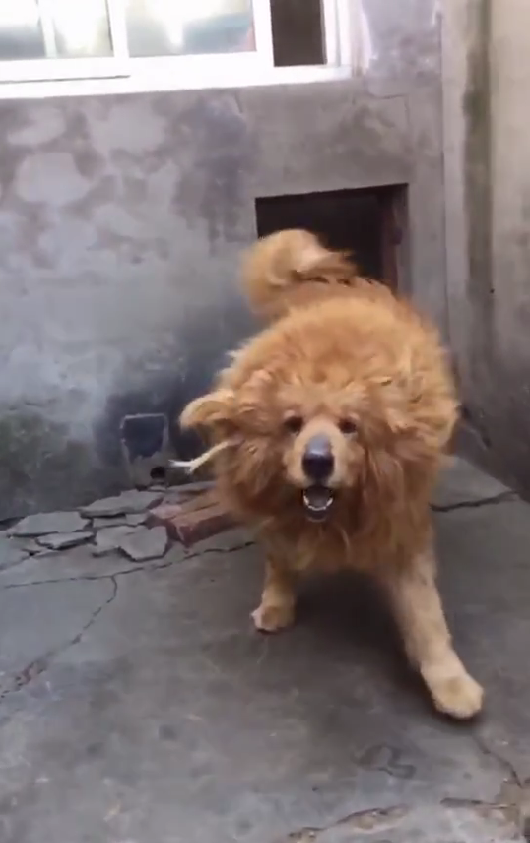 领养一只金毛,结果却长成了狮子模样,网友:金毛狮犬很霸气