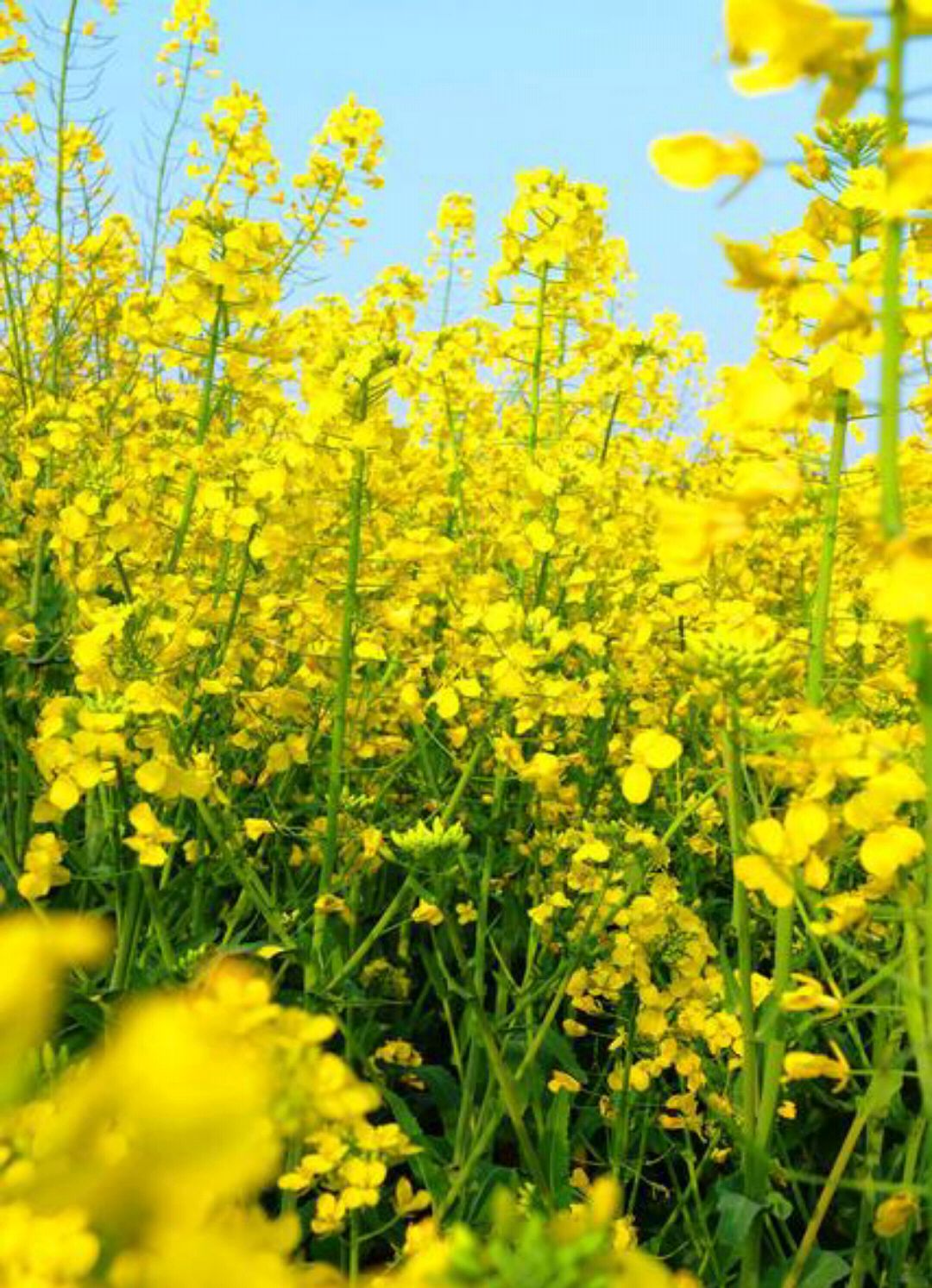 嘿,你有一封充满油菜花香的邀请函!千万别错过,错过又是一年