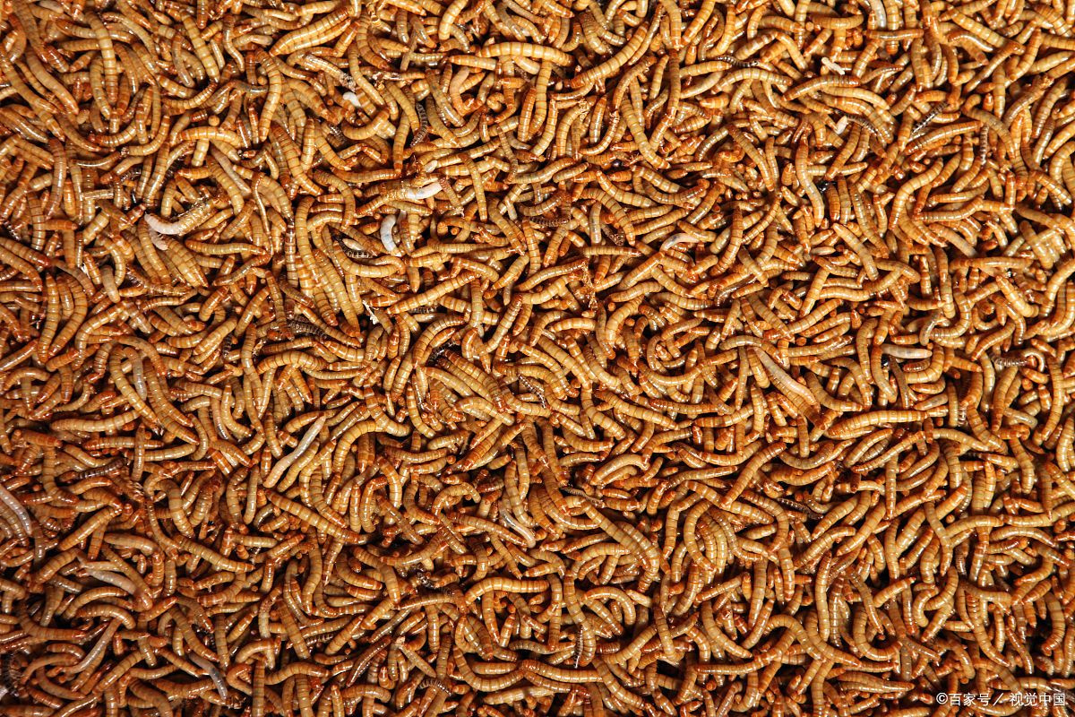 买黄粉虫 - 2020年最新商品信息聚合专区 - 百度爱采购