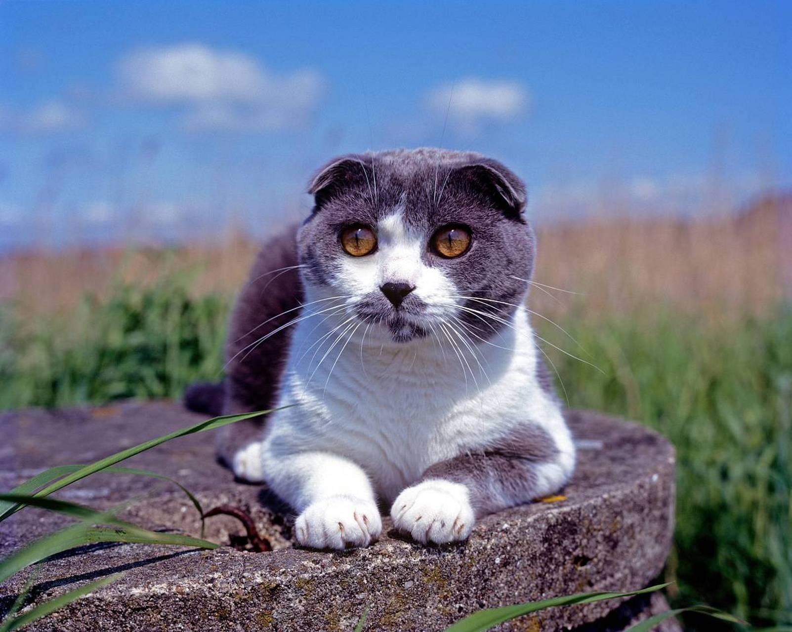 苏格兰折耳猫,一种充满魅力的猫咪品种.