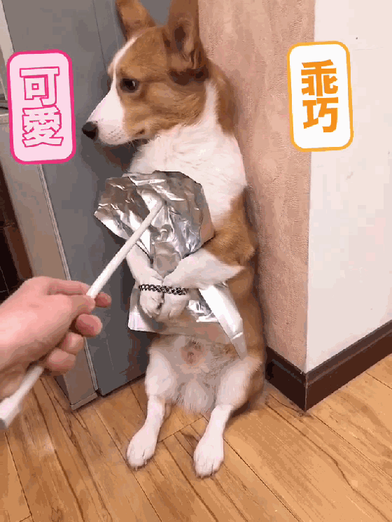 柯基偷吃酱板鸭,惨遭主人锁爪,狗:我弱小可怜又无助