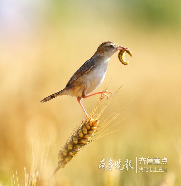 精彩!摄影师济南抓拍鸟儿吃食瞬间