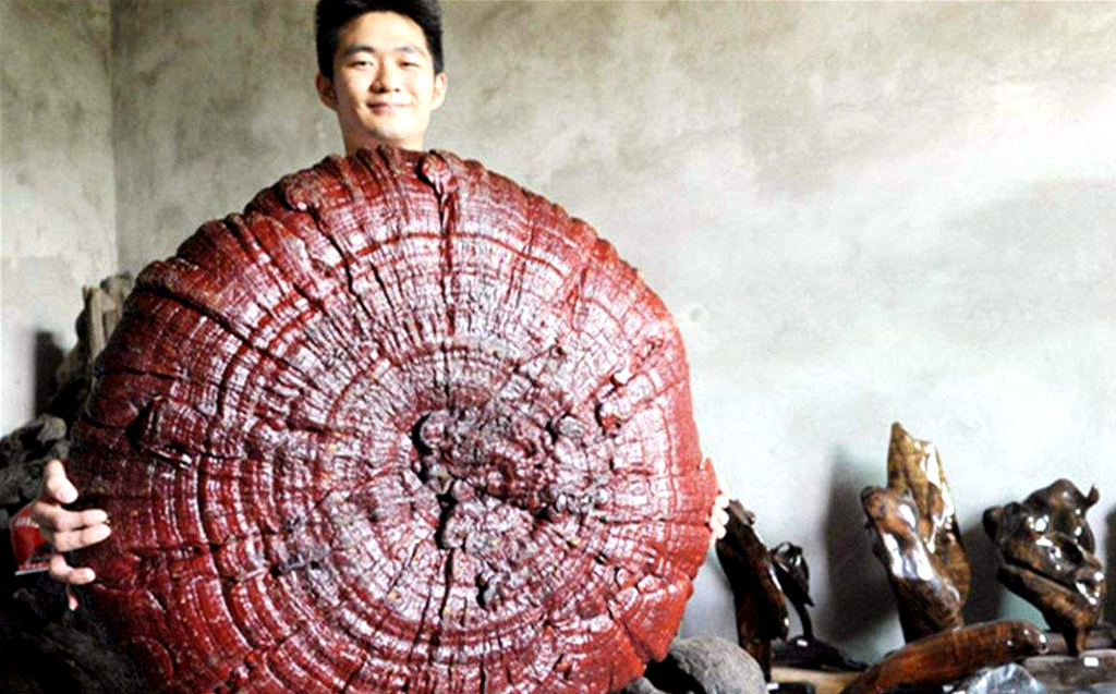 独家:"千年灵芝"真的有吗?真能起死回生?会有毒蛇猛兽守护?