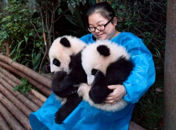 跟饲养员撒娇的大熊猫,图4:我就想要一个抱抱!