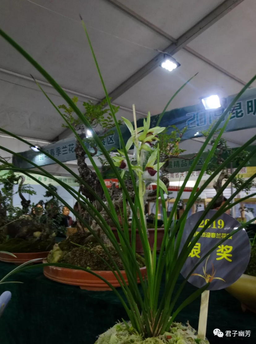 2019昆明金星奇石城兰展赏析(2)(转自——罗开才;君子幽芳)