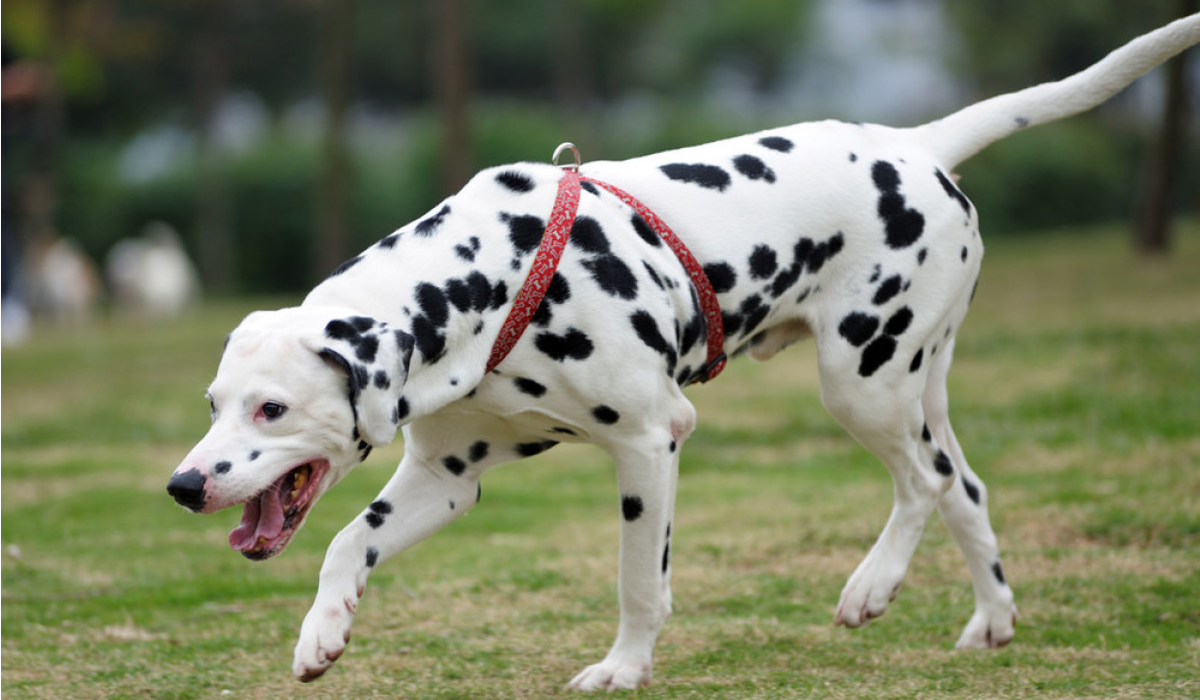 大麦町犬原来就是斑点狗,身形矫健的它们和泰迪有一个共同点