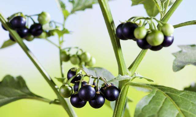 在北方的农村,有一种植物叫龙葵,有很高的药用价值,你吃过吗?