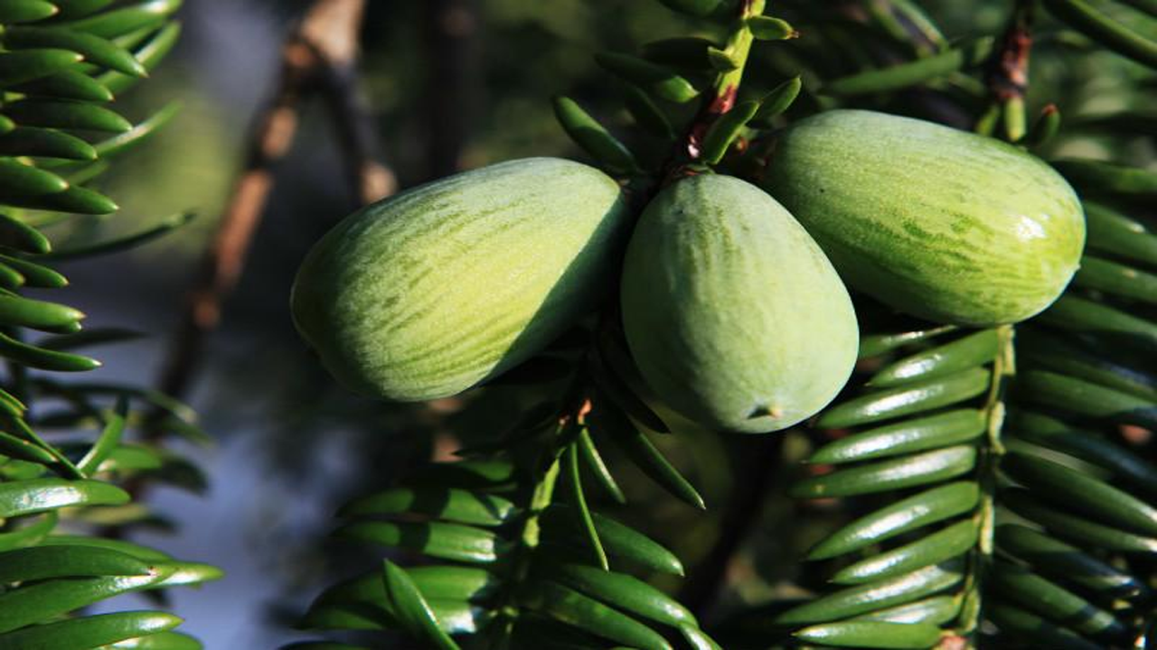 种植果树的朋友们注意下,香榧这种坚果收获颇丰,可以考虑一下