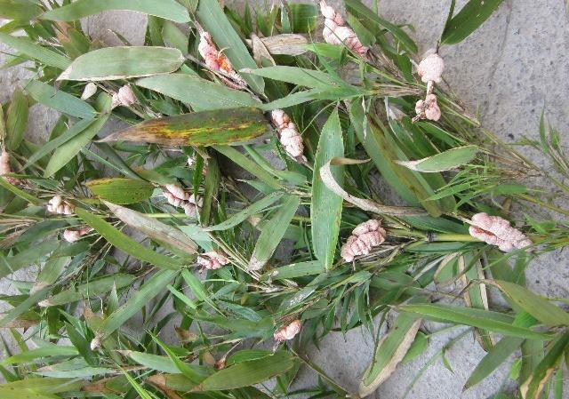 它长在竹子上,十分罕见,用它泡酒喝可以治咳嗽,现卖60元一斤!