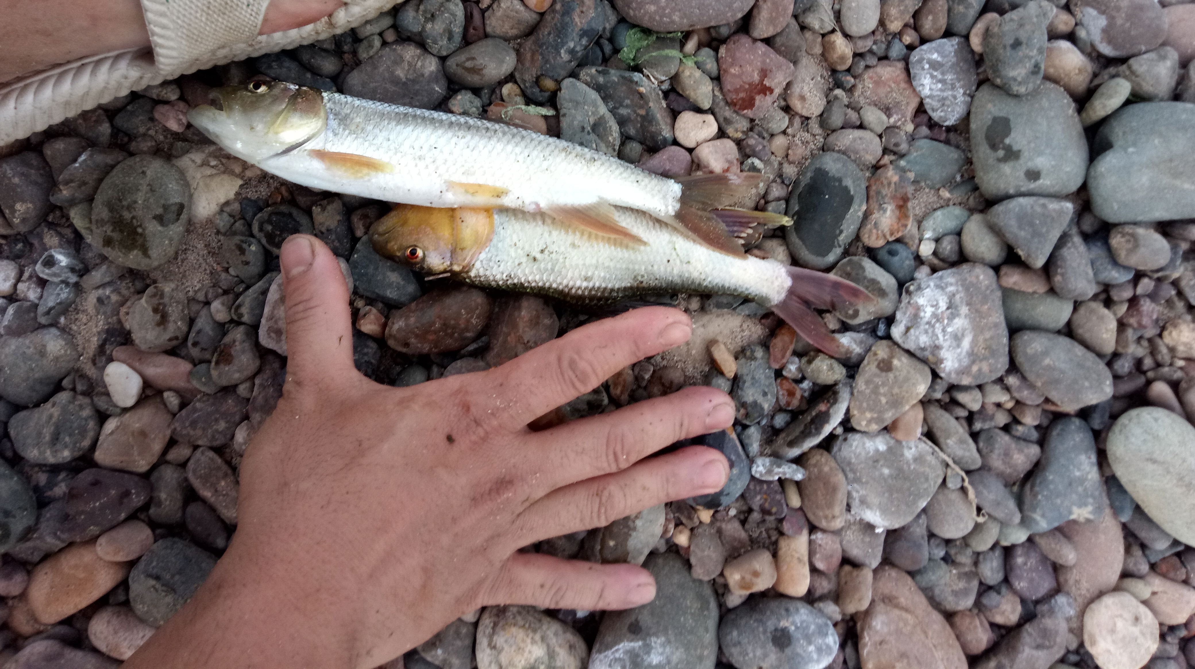 一網就弄了這麼大的馬口魚,一旁玩路亞的人都說,俺一下午也沒弄一條