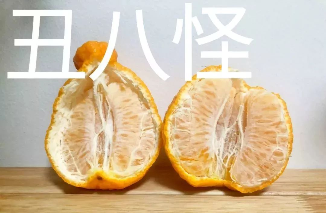 丑橘与粑粑柑的图片图片