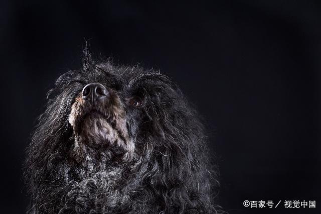 葡萄牙水犬图片 黑色图片