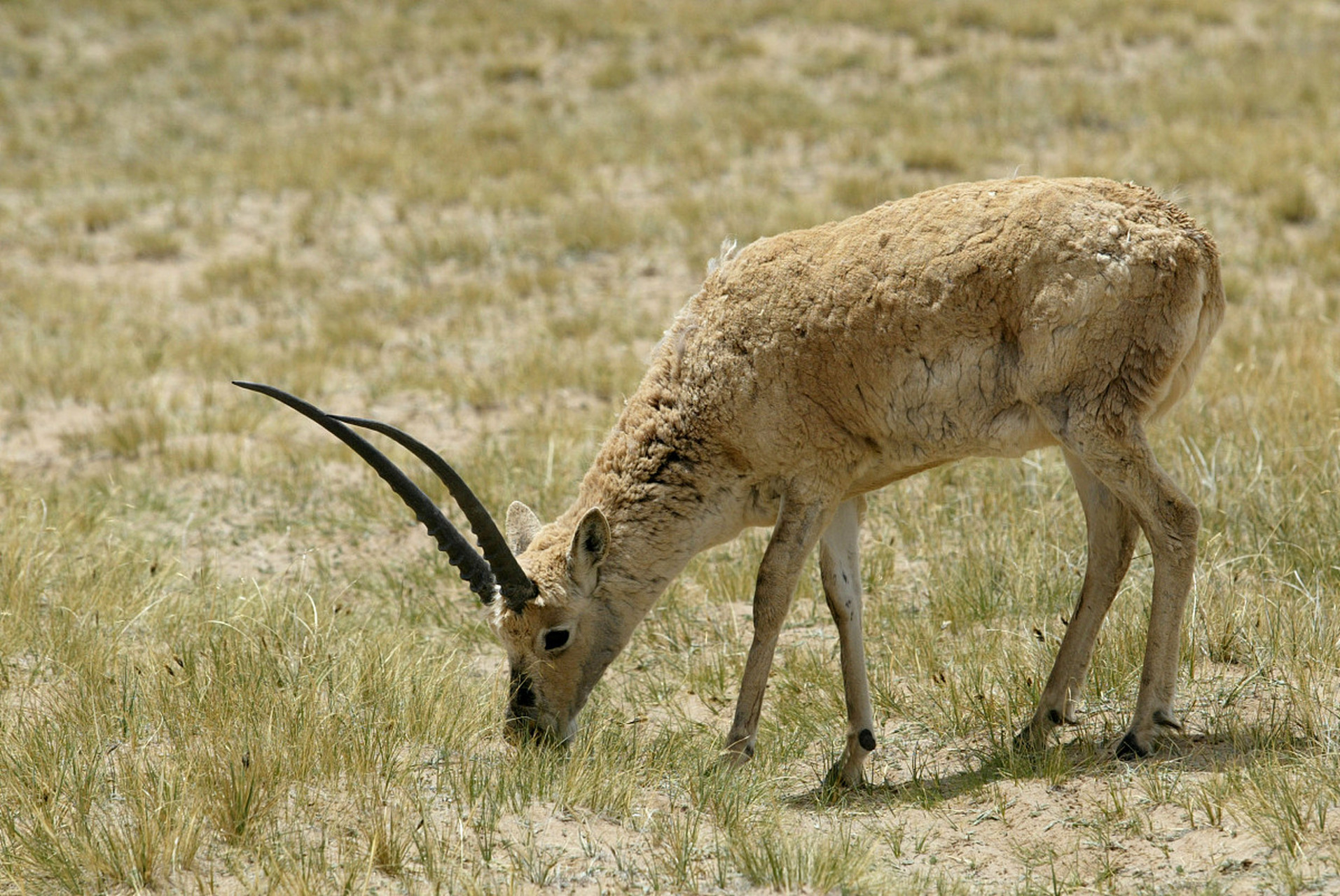 [原文:青海230只藏羚羊迁徙至.
