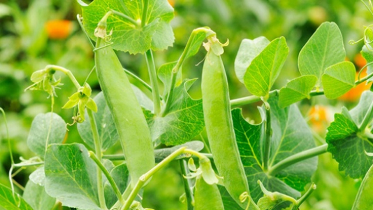 想要豌豆产量高,施肥重要还是轮作关键,双管齐下就对了