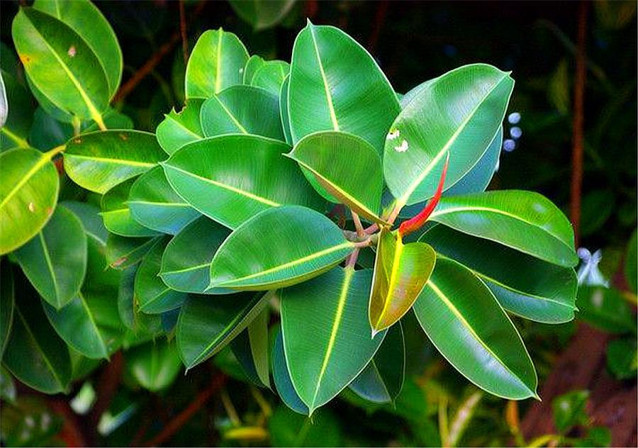 刘大爷养橡皮树5年,总结"4妙招",叶子又大又绿,厚实光亮