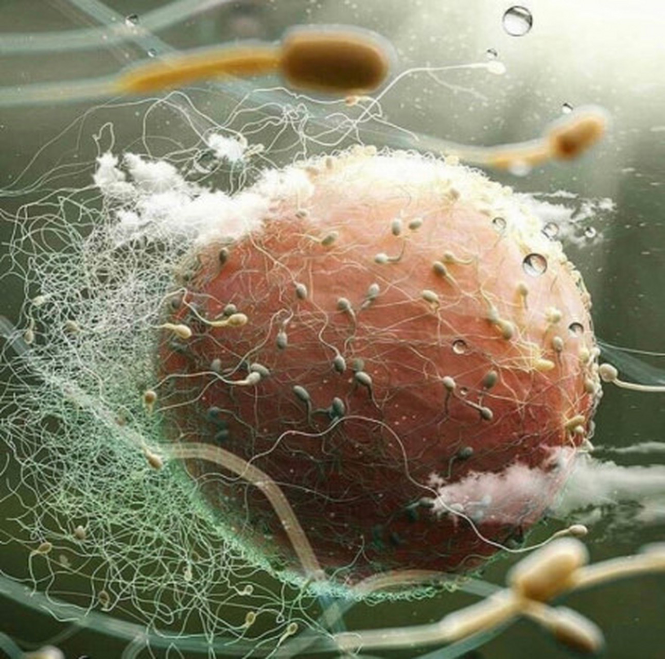 孕产与育儿# 一颗正在受精的卵子.